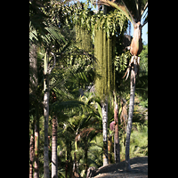 San Diego, Balboa Park, Spreckels Organ Pavilion (Freiluftorgel), Palmen im Balboa Park