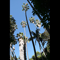 San Diego, Balboa Park, Spreckels Organ Pavilion (Freiluftorgel), Palmen im Balboa Park