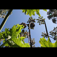 San Diego, Balboa Park, Spreckels Organ Pavilion (Freiluftorgel), Pflanzen im balboa Park